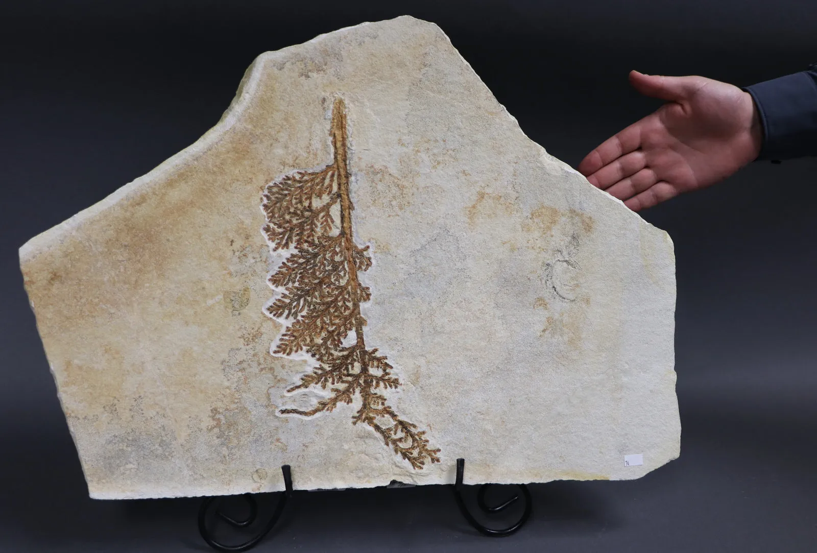 Fossil Plant from Solnhofen, Palaeocyparis - 14.5 inches